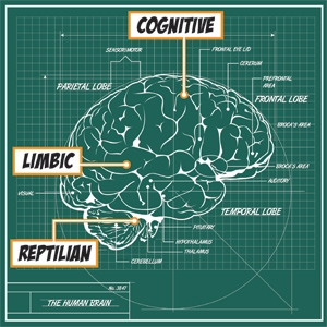 brain-illustration.jpg