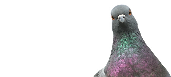 Pigeon