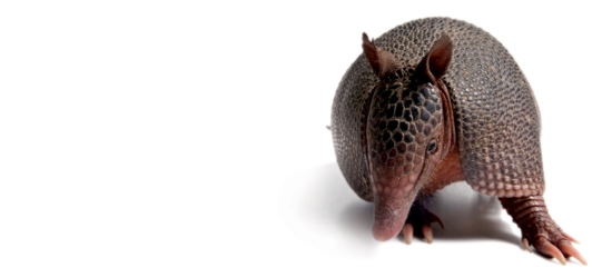 Armadillo