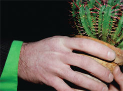 Hand holding a cactus