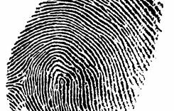 Fingerprint