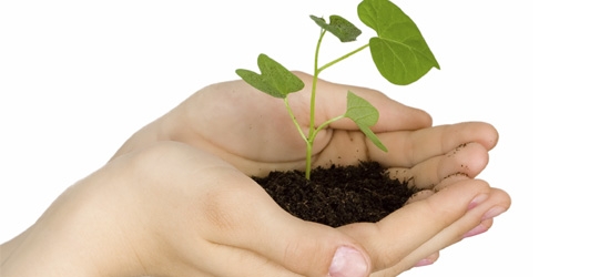 Hands holding a growing plant