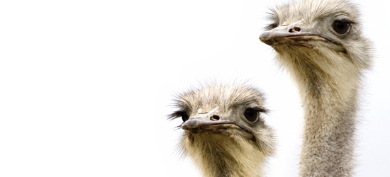 Ostriches