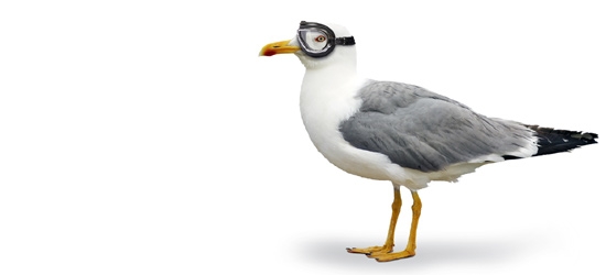 A seagull with flying goggles