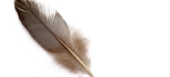 Feather